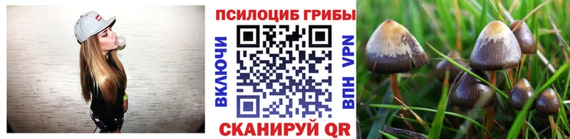 Галлюциногенные грибы Psilocybe  закладки  Жирновск 